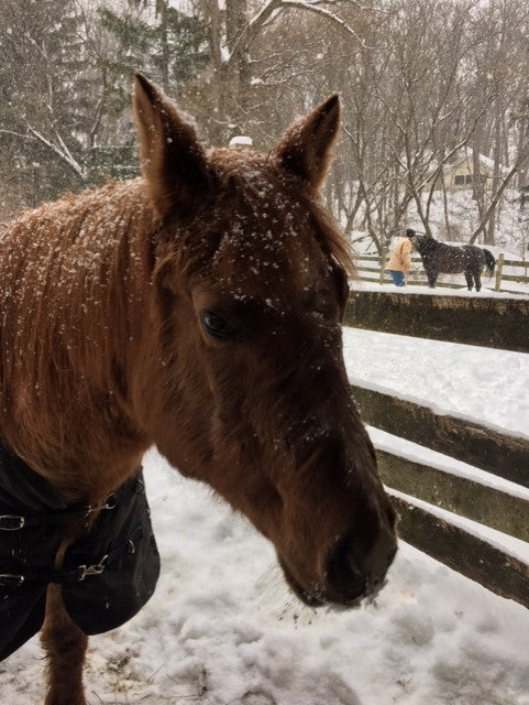 The Hippophile Challenge for the Love of Horses
