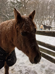 The Hippophile Challenge for the Love of Horses